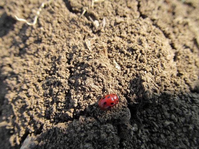 imago lucerkine bube